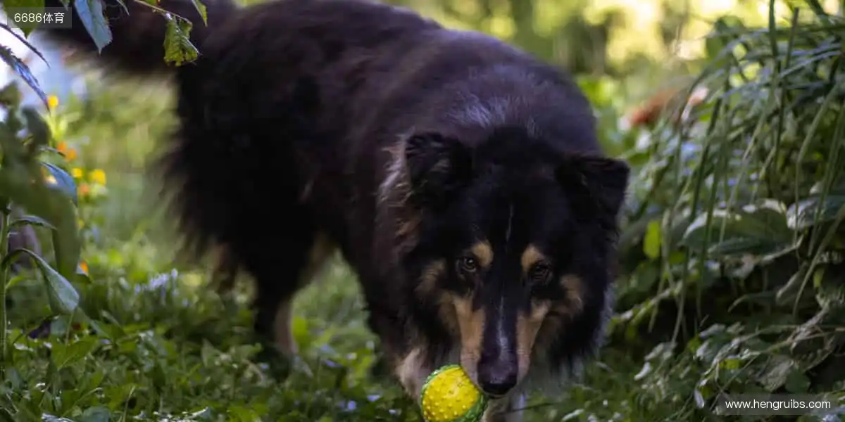 🎉 弹幕、解说、回放,直播乐趣不止于观看!